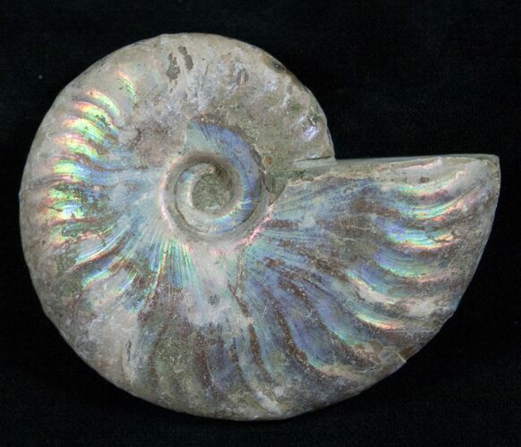 Silver Iridescent Ammonite - Madagascar #13697